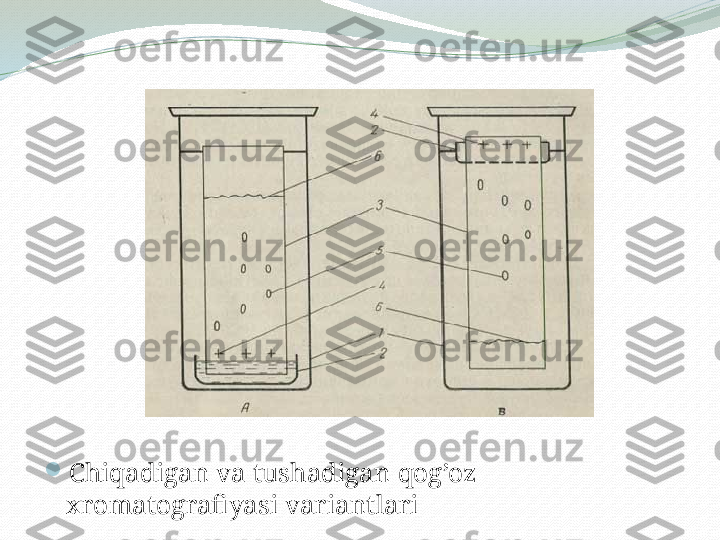 
Chiqadigan va tushadigan qog’oz 
xromatografiyasi variantlari 