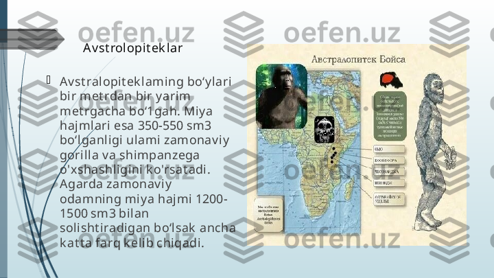 A v st rolopit ek lar

Av st ralopit ek laming bo‘y lari 
bir met rdan bir y arim 
met rgacha bo‘1gah. Miy a 
hajmlari esa 350-550 sm3 
bo‘lganligi ulami zamonav iy  
gorilla v a shimpanzega 
o'x shashligini k o'rsat adi. 
Agarda zamonav iy  
odamning miy a hajmi 1200-
1500 sm3 bilan 
solisht iradigan bo‘lsak  ancha 
k at t a farq k elib chiqadi.             