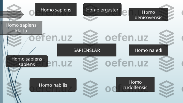 SAPIENSLARHomo sapiens
Homo sapiens 
idaltu
Homo sapiens 
sapiens
Homo habilis Homo 
rudolfensisHomo ergaster
Homo 
denisovensis
Homo naledi             