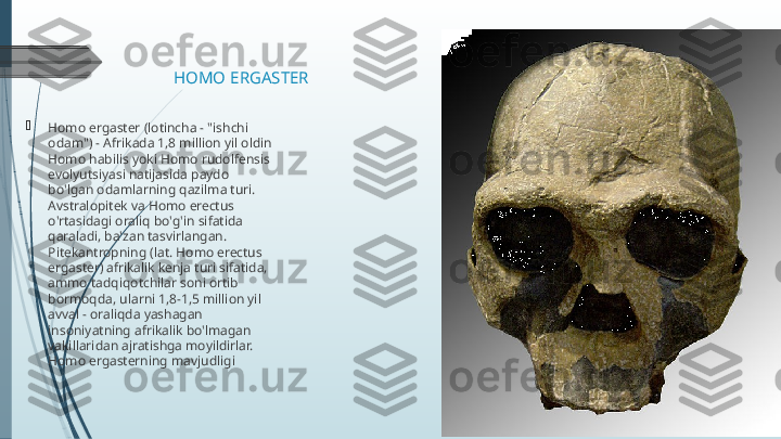 HOMO ERGASTER

Homo ergaster (lotincha - "ishchi 
odam") - Afrikada 1,8 million yil oldin 
Homo habilis yoki Homo rudolfensis 
evolyutsiyasi natijasida paydo 
bo'lgan odamlarning qazilma turi. 
Avstralopitek va Homo erectus 
o'rtasidagi oraliq bo'g'in sifatida 
qaraladi, ba'zan tasvirlangan. 
Pitekantropning (lat. Homo erectus 
ergaster) afrikalik kenja turi sifatida, 
ammo tadqiqotchilar soni ortib 
bormoqda, ularni 1,8-1,5 million yil 
avval - oraliqda yashagan 
insoniyatning afrikalik bo'lmagan 
vakillaridan ajratishga moyildirlar. 
Homo ergasterning mavjudligi             