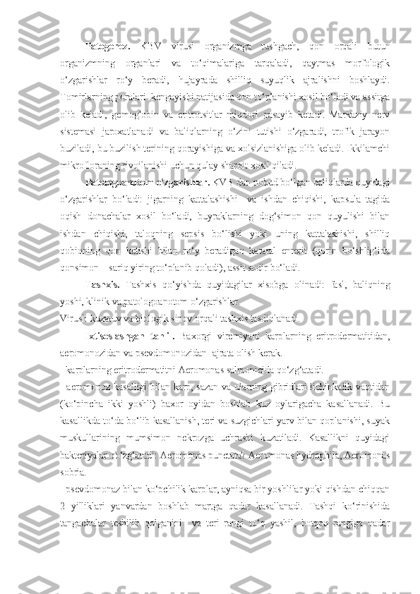 Patogenez.   KBV   virusi   organizmga   tushgach,   qon   orqali   butun
organizmning   organlari   va   to‘qimalariga   tarqaladi,   qaytmas   morfologik
o‘zgarishlar   ro‘y   beradi,   hujayrada   shilliq   suyuqlik   ajralishni   boshlaydi.
Tomirlarning poralari  kengayishi natijasida qon to‘planishi xosil bo‘ladi va assitga
olib   keladi,   gemoglobin   va   eritrotsitlar   miqdori   pasayib   ketadi.   Markaziy   nerv
sistemasi   jaroxatlanadi   va   baliqlarning   o‘zini   tutishi   o‘zgaradi,   trofik   jarayon
buziladi, bu buzilish terining qorayishiga va xolsizlanishiga olib keladi. Ikkilamchi
mikrofloraning rivojlanishi uchun qulay sharoit xosil qiladi.
Patologoanotom o‘zgarishlar.  KVB dan nobud bo‘lgan baliqlarda quyidagi
o‘zgarishlar   bo‘ladi:   jigarning   kattalashishi     va   ishdan   chiqishi,   kapsula   tagida
oqish   donachalar   xosil   bo‘ladi,   buyraklarning   dog‘simon   qon   quyulishi   bilan
ishdan   chiqishi,   taloqning   sepsis   bo‘lishi   yoki   uning   kattalashishi,   shilliq
qobiqning   qon   ketishi   bilan   ro‘y   beradigan   kataral   enterit   (qorin   bo‘shlig‘ida
qonsimon – sariq yiring to‘planib qoladi), assit sodir bo‘ladi.
Tashxis.   Tashxis   qo‘yishda   quyidagilar   xisobga   olinadi:   fasl,   baliqning
yoshi, klinik va patologoanotom o‘zgarishlar.
Virusli kuzatuv va biologik sinov orqali tashxis tasdiqlanadi.
Ixtisoslashgan   tahlil.   Baxorgi   viremiyani   karplarning   eritrodermatitidan,
aeromonozidan va psevdomonozidan  ajrata olish kerak.
- karplarning eritrodermatitni Aeromonas salmonicida qo‘zg‘atadi.
- aeromonoz kasalligi bilan karp, sazan va ularning gibridlari lichinkalik vaqtidan
(ko‘pincha   ikki   yoshli)   baxor   oyidan   boshlab   kuz   oylarigacha   kasallanadi.   Bu
kasallikda to‘da bo‘lib kasallanish, teri va suzgichlari yarv bilan qoplanishi, suyak
muskullarining   mumsimon   nekrozga   uchrashi   kuzatiladi.   Kasallikni   quyidagi
bakteriyalar qo‘zg‘atadi: Aeromonas punctata? Aeromonas hydrophila, Aeromonas
sobria.
- psevdomonaz bilan ko‘pchilik karplar, ayniqsa bir yoshlilar yoki qishdan chiqqan
2   yilliklari   yanvardan   boshlab   martga   qadar   kasallanadi.   Tashqi   ko‘rinishida
tangachalar   teshilib   qolganini     va   teri   rangi   to‘q   yashil,   botqoq   rangiga   qadar 