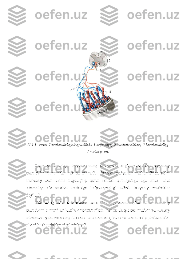 11.1.1 - rasm. Harakat birligining tuzilishi. 1-orqa miya, 2-mushak tolalari, 3-harakat birligi,
4-motoneyron.
Odam   va   umurtqali   hayvonlarning   ko’ndalang-targ’il   mushaklari   markaziy
asab   tizimi   tomonidan   nazorat   qilinadi.   Ular   avtomatiyadan   marhumdirlar,   ya’ni
markaziy   asab   tizimi   buyrug’iga   qarab   ishlash   qobiliyatiga   ega   emas.   Ular
odamning   o’z   xoxishi   irodasiga   bo’ysunganligi   tufayli   ixtiyoriy   mushaklar
deyiladi.
Odamning   silliq   mushaklari   ichki   a’zolarga   xizmat   qiladi.   Ular   markaziy
asab tizimi tomonidan kuchsiz nazorat qiladi, hamda ularga avtomatizm va xususiy
intramural yoki metasimpatik asab turlanishi xos, bu narsa ularni ko’p jihatdan o’z-
o’zini boshqarishlarini ta’minlaydi. 