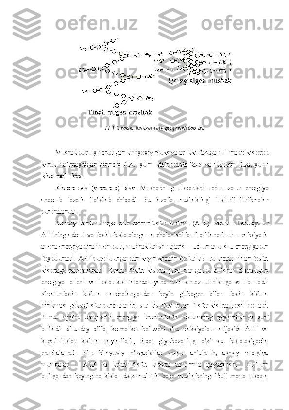 11.1.2- rasm .  Miozinning   qisqarish   tasviri .
Mushakda   ro ’ y   beradigan   kimyoviy   reaksiyalar   ikki   fazaga   bo ’ linadi :  kislorod
kerak   bo ’ lmaydigan   birinchi   faza ,   ya ’ ni   kislorodsiz   faza   va   ikkinchi   faza ,   ya ’ ni
kislorodli   faza .
Kislorodsiz   ( anaerob )   faza .   Mushakning   qisqarishi   uchun   zarur   energiya
anaerob   fazada   bo ’ shab   chiqadi .   Bu   fazada   mushakdagi   fosforli   birikmalar
parchalanadi. 
Bunday   birikmalarga   adenozintrifosfat   kislota   (ATF)   kiradi.   Reaksiyalar
ATFning adenil va fosfat kislotalarga parchalanishidan boshlanadi. Bu reaksiyada
ancha energiya ajralib chiqadi, mushaklar ish bajarish   uchun ana  shu energiyadan
foydalanadi.  ATF parchalangandan keyin kreatin-fosfat kislota kreatin bilan fosfat
kislotaga   parchalanadi.   Kreatinfosfat   kislota   parchalanganda   bo’shab   chiqadigan
energiya     adenil   va   fosfat   kislotalardan   yana   ATF   sintez   qilinishiga   sarf   bo’ladi.
Kreatinfosfat   kislota   parchalangandan   keyin   glikogen   bilan   fosfat   kislota
birikmasi-geksofosfat   parchalanib,   sut   kislotasi   bilan   fosfat   kislota   hosil   bo’ladi.
Bunda   ajralib   chiquvchi   energiya   kreatinfosfat   kislotaning   qaytarilishiga   sarf
bo’ladi.   Shunday   qilib,   ketma-ket   keluvchi   shu   reaksiyalar   natijasida   ATF   va
kreatinfosfat   kislota   qaytariladi,   faqat   glyukozaning   o’zi   sut   kislotasigacha
parchalanadi.   Shu   kimyoviy   o’zgarishlar   zanjiri   aniqlanib,   asosiy   energiya
mambalari   -   ATF   va   kreatinfosfat   kislota   tamomila   qaytarilishi     ma’lum
bo’lgandan   keyingina   kislorodsiz   muhitda   baqa   mushakning   1500   marta   qisqara 