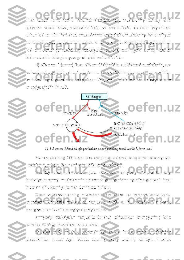 olish   sababi   ochib   berildi.   Anaerob   sharoitda   baqa   mushakining   bunday   ko’p
qisqarish   sababi   shuki,   adenozintrifosfat   va   kreatinfosfat   kislotalar   qaytarilishi
uchun kislorod bo’lishi  shart emas. Ammo keyinchalik mushakning ish qobiliyati
baribir kamayadi, provardida mushak ishlamay qoladi. Keyingi reaksiyalar  uchun
kislorod   zarurligi,   navbatdagi   reaksiyalar   esa   kislorodli   (yoki   aerob)   fazada-
kislorod ishtirokidagina yuzaga chiqishi ma’lum bo’ldi.
B) Kislorodli (aerob) faza . Kislorod ishtirokida sut kislotasi parchalanib, suv
va karbonat angidrid hosil bo’ladi. Ammo sut kislotasining hammasi ham suv bilan
karbonat angidriga parchalanmay, faqat 1/3 qismi parchalanadi. Bu reaksiyada ham
energiya ajralib chiqadi.
11.1.3-rasm. Mushak qisqarishida energiyaning hosil bo’lish jarayoni .
Sut   kislotasining   1/3   qismi   oksidlanganda   bo’shab   chiqadigan   energiyadan
foydalanib, qolgan  2/3 qismi yana glikogenga aylanadi. 
Shunday   qilib,   bir   qancha   juda   murakkab   kimyoviy   o’zgarishlar   ro’y
berishiga qaramay. mushaklarning qisqarishiga organizmning qiladigan sarfi faqat
bir qism glikogenni yo’qotishidan iborat bo’ladi.
Odam   va   hayvonlarning   mushaklari   qisqarish   va   ish   bajarish   uchun   zarur
energiyani   kimyoviy   reaksiyalar   natijasida   oladi   va   bu   energiyani   mexanik
energiya bilan issiqlik energiyasiga aylantiradi. 
Kimyoviy   reaksiyalar   natijasida   bo’shab   chiqadigan   energiyaning   ko’p
deganda 30 % ini mushaklar ishlata oladi.
Shunday   qilib,   mushak   qisqarishidagi   asosiy   hodisa   mushak   tolasining
qisqarishidan   iborat.   Ayni   vaqtda   tolaning   tabiiy   uzunligi   kamayib,   mushak 