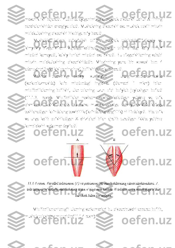 mexanik ish bajaradi. Yuqorida aytganimizdek, mushak qisqarish uchun ATFning
parchalanishidan energiya oladi. Mushakning qisqarishi  esa mushak oqsili-miozin
molekulasining qisqarishi hisobiga ro’y beradi. 
Mushakka   kelgan   qo’zg’olish   to’lqini   mushak   tolalarida   fizikaviy   va
kimyoviy   o’zgarishlarni   vujudga   keltiradi,   jumladan   tola   ichidagi   kaliy   ionlari
miqdori   kamayadi,   kalsiy   ionlari   miqdori   esa   oshadi.   Bu   o’zgarishlarning   sababi
miozin   molekulasining   qisqarishidadir.   Miozinning   yana   bir   xossasi   bor:   4
adenozintrifosfat kislotaning hosil bo’lishiga imkon beradi.
Mushak   tolasining   asosiy   xususiyati   –   uning   protoplazmasida
(sarkoplazmasida)   ko’p   miqdordagi   ingichka   (diametri   1   mkm)   iplar-
miofibrillalarning   bo’lishi,   ular   tolaning   uzun   o’qi   bo’ylab   joylashgan   bo’ladi
(11.1.3.-   rasm).   Miofibrillalar   navbatma-navbat   keladigan   yaltiroq   va   to’k
qismlardan   tashkil   topadi.   Bu   narsa   mushak   tolasiga   doimiy   ravishda   ko’zga
tashlanadigan ko’ndalang tasvirlilik (ko’ndalang-targ’illik) ni ifodalaydi. Bita to’k
va   unga   kelib   qo’shiladigan   Z   chiziqlari   bilan   ajralib   turadigan   ikkita   yaltiroq
kompleksini sarkomer deyiladi.
11.1.4-rasm. Parallel-tolasimon (A) va patsimon (B) mushaklarning sitoarxitektonikasi. A-
tola tuguni yo’nalishi mushakning uzun o’qiga mos keladi: B-tolalar uzun mushakga o’tkir
burchak bilan yo’nalgan.
Miofibrillar   aniqrog’i   ularning   sarkomerlari   bu   qisqartiruvchi   apparat   bo’lib,
mushak tolasining motoridir (11.1.4-rasm).  