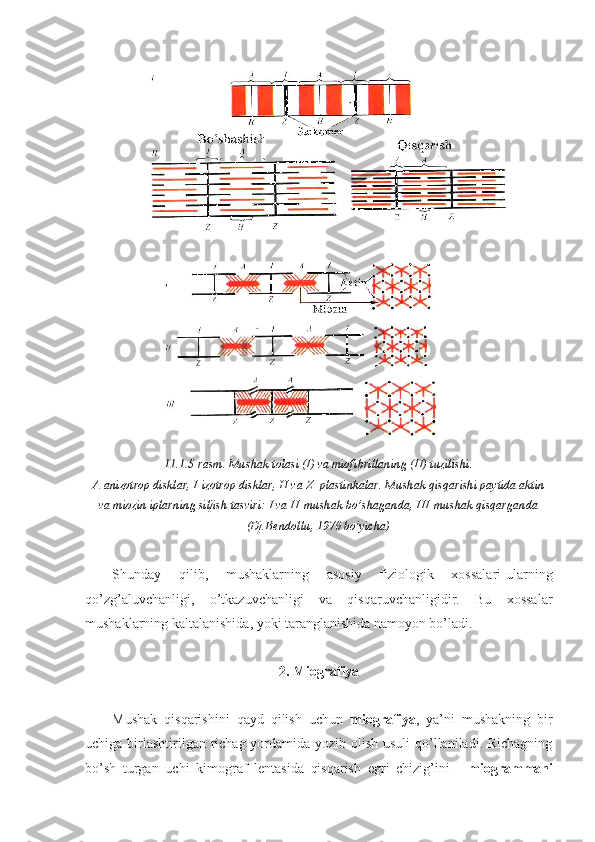 11.1.5-rasm. Mushak tolasi (I) va miofibrillaning (II) tuzilishi.
A-anizotrop disklar, I-izotrop disklar, H va Z- plastinkalar. Mushak qisqarishi paytida aktin
va miozin iplarning siljish tasviri: I va II-mushak bo’shaganda, III-mushak qisqarganda
(Dj.Bendollu, 1970 bo’yicha)
Shunday   qilib,   mushaklarning   asosiy   fiziologik   xossalari-ularning
qo’zg’aluvchanligi,   o’tkazuvchanligi   va   qisqaruvchanligidir.   Bu   xossalar
mushaklarning kaltalanishida, yoki taranglanishida namoyon bo’ladi.
2. Miografiya
Mushak   qisqarishini   qayd   qilish   uchun   miografiya ,   ya’ni   mushakning   bir
uchiga birlashtirilgan richag yordamida yozib olish usuli qo’llaniladi. Richagning
bo’sh   turgan   uchi   kimograf   lentasida   qisqarish   egri   chizig’ini   -   miogrammani 