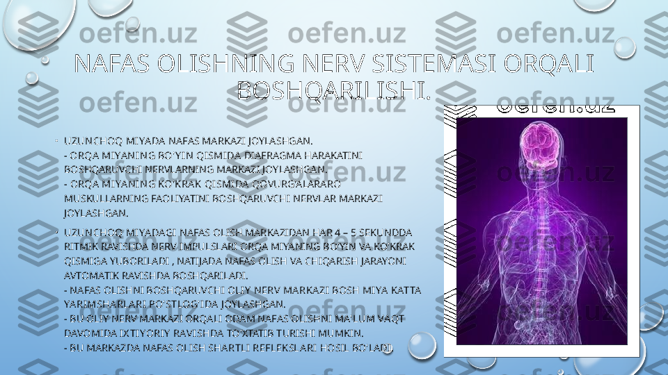 NAFAS OLISHNING NERV SISTEMASI ORQALI 
BOSHQARILISHI.
•
UZUN CHOQ MI YA DA  NAFAS MARKAZI JOYLASHGAN.
-  ORQA  MIYAN IN G BO'Y I N  QISMI DA  DIAFRAGMA HARAKATINI 
BOSHQARUVCHI NERVLARNING MARKAZI JOYLASHGAN.
-  ORQA MI YA N I N G KO'KRAK QISMIDA  QOVURG'ALARARO 
MUSKULLARNING FAOLIYATINI BOSHQARUVCHI NERVLAR MARKAZI 
JOYLASHGAN.
•
UZUN CHOQ MI YA DAGI  NAFAS OLISH MARKAZIDAN HAR 4 – 5 SEKUNDDA 
RITMIK RAVISHDA NERV IMPULSLARI ORQA MIYANING BO'YIN VA KO'KRAK 
QISMIGA YUBORILADI , NATIJADA NAFAS OLISH VA CHIQARISH JARAYONI 
AVTOMATIK RAVISHDA BOSHQARILADI.
- NAFAS OLISHNI BOSHQARUVCHI  OLI Y  N ERV MA RKA ZI BOSH MI YA  KATTA 
YA RIMSHA RLA RI PO'STLOG'IDA  JOYLASHGAN.
- BU OLIY NERV MARKAZI ORQALI ODAM NAFAS OLISHNI  MA'LUM VAQT  
DAVOMIDA  IX TIYORIY  RAVI SHDA  TO'XTATIB TURISHI MUMKIN.
- BU MARKAZDA NAFAS OLISH  SHA RTLI  REFLEKSLARI  HOSIL BO'LADI.  