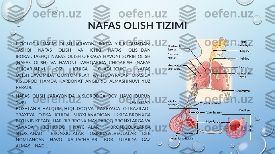 NAFAS OLISH TIZIMI
•
FIZIOLOGIK  NAFAS  OLISH  JARAYONI  IKKITA  YIRIK  QISMDAN: 
TASHQI  NAFAS  OLISH  VA  ICHKI  NAFAS  OLISHDAN 
IBORAT.  TA SHQI  NA FA S  OLISH  	OʻPKAGA  HAVONI  SOʻRIB  OLISH 
(NAFAS  OLISH)  VA  HAVONI  TASHQARIGA  CHIQARISH  (NAFAS 
CHIQARISH)NI  OʻZ  ICHIGA  OLADI.	
  ICHKI  NA FA S 
OLISH  	
DAVOMIDA  QONTOMIRLAR  VA  HUJAYRALAR  ORASIDA 
KISLOROD  HAMDA  KARBONAT  ANGIDRID  ALMASHINUVI  YUZ 
BERADI.
•
NAFAS  OLISH  JARAYONIDA  KISLORODGA  BOY  HAVO  BURUN 
YOKI  OGʻIZDAN 
BOSHLANIB,	
  HA LQUM ,	  HIQILDOQ  	VA	  TRA X EYA GA  OʻTKAZILADI. 
TRAXEYA  OʻPKA  ICHIDA  SHOXLANADIGAN  IKKITA	
  BRONX GA 
BOʻLINIB  KETADI.  HAR  BIR  BRONX  MAYDAROQ  BRONXLARGA VA 
YANADA  KICHIKROQ  NAYCHALAR  –	
  BRONX IOLA LARGA 
SHOXLANADI.  BRONXIOLALAR  OXIRIDA
  A LV EOLA LAR  DEB 
NOMLANGAN  HAVO  XALTACHALARI  BOR.  ULARDA  GAZ 
ALMASHINADI.  