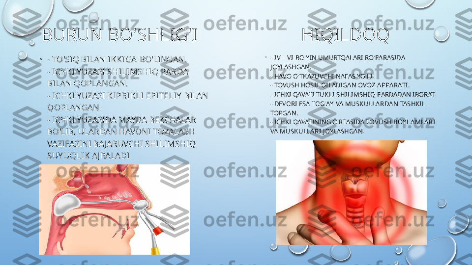 BURUN BO'SHLIG'I
•
- TO'SIQ BILAN  IKKIGA  BO'LINGAN.
- ICHKI YUZASI  SHILIMSHIQ PA RDA  
BILAN QOPLANGAN.
- ICHKI YUZASI  KIPRIKLI EPITELIY   BILAN 
QOPLANGAN.
- ICHKI YUZASIDA MAYDA BEZCHALAR 
BO'LIB, ULARDAN HAVONI TOZALASH 
VAZIFASINI BA JARUVCHI  SHILIMSHIQ 
SUY UQLI K  A JRALADI. HIQILDOQ
•
-  IV—VI  BO'YIN UMURTQALARI RO'PARASIDA 
JOYLASHGAN.
- HAVO O'TKAZUVCHI NAFAS YO'LI.
- TOVUSH HOSIL QILADIGAN  OVOZ A PPA RATI .
- ICHKI QAVATI  TUKLI  SHILIMSHIQ  PARDADAN IBORAT.
- DEVORI ESA  TOG'AY  VA  MUSKULLA RDA N  TASHKIL 
TOPGAN.
- ICHKI QAVATINING O'RTASIDA  TOVUSH BOYLA MLA RI  
VA  MUSKULLA RI  JOYLASHGAN.  