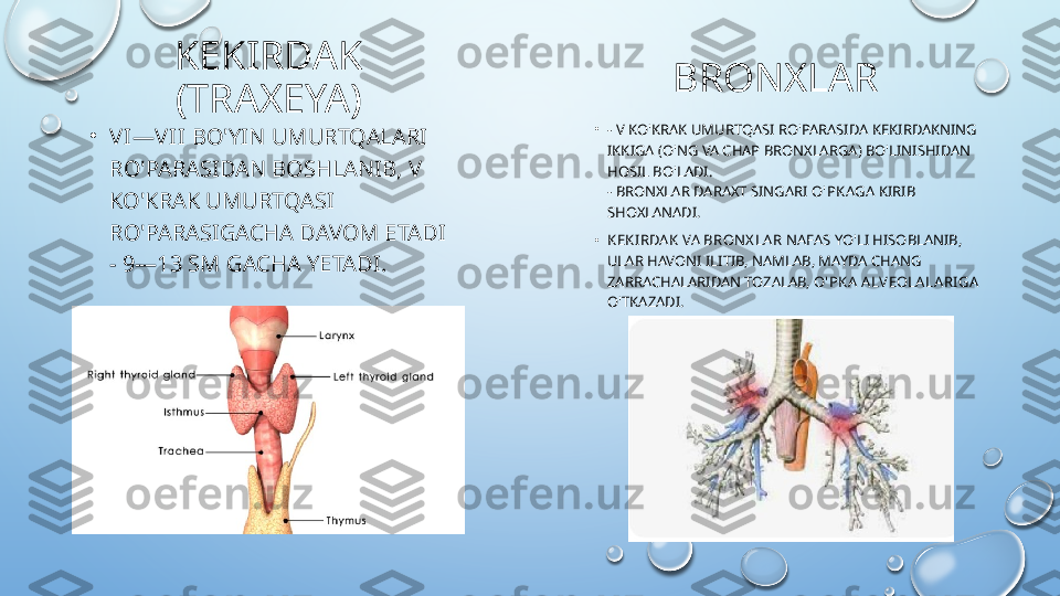 KEKIRDAK 
(TRAXEYA)
•
V I—V II  BO'YIN UMURTQALARI 
RO'PARASIDAN BOSHLANIB,  V  
KO'KRAK UMURTQASI 
RO'PARASIGACHA DAVOM ETADI
-  9—13 SM  GACHA YETADI. BRONXLAR
•
-  V  KO'KRAK UMURTQASI RO'PARASIDA KEKIRDAKNING 
IKKIGA (O'NG VA CHAP BRONXLARGA) BO'LINISHIDAN 
HOSIL BO'LADI.
- BRONXLAR DARAXT SINGARI  O'PKAGA  KIRIB 
SHOXLANADI.
•
KEKIRDA K  VA  BRON X LA R  NAFAS YO'LI HISOBLANIB, 
ULAR HAVONI ILITIB, NAMLAB, MAYDA CHANG 
ZARRACHALARIDAN TOZALAB,  O'PKA  A LVEOLA LA RIGA  
O'TKAZADI.  