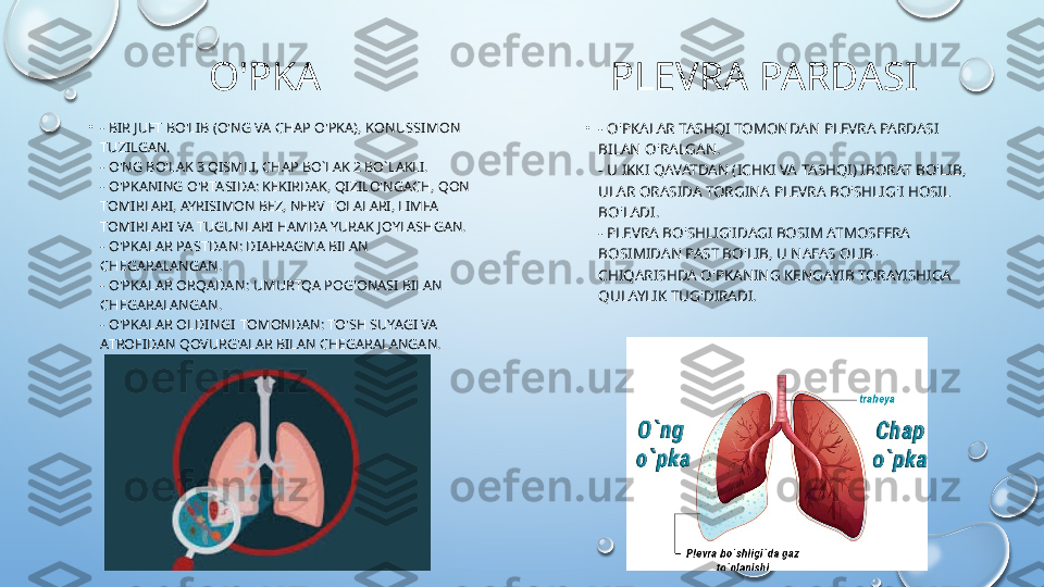 O'PKA
•
- BIR JUFT BO'LIB (O'NG VA CHAP O'PKA),  KONUSSIMON  
TUZILGAN.
- O'NG BO'LAK 3 QISMLI, CHAP BO`LAK 2 BO`LAKLI.
- O'PKANING O'RTASIDA: KEKIRDAK, QIZILO'NGACH, QON 
TOMIRLARI, AYRISIMON BEZ, NERV TOLALARI, LIMFA 
TOMIRLARI VA TUGUNLARI HAMDA YURAK JOYLASHGAN.
- O'PKALAR  PASTDAN : DIAFRAGMA BILAN 
CHEGARALANGAN.
- O'PKALAR  ORQADAN : UMURTQA POG'ONASI BILAN 
CHEGARALANGAN.
- O'PKALAR  OLDINGI  TOMONDAN: TO'SH SUYAGI VA 
ATROFIDAN QOVURG'ALAR BILAN CHEGARALANGAN. PLEVRA PARDASI
•
- O'PKALAR TASHQI TOMONDAN PLEVRA PARDASI 
BILAN O'RALGAN.
- U IKKI QAVATDAN (ICHKI VA TASHQI) IBORAT BO'LIB, 
ULAR ORASIDA TORGINA PLEVRA BO'SHLIG'I HOSIL 
BO'LADI.
- PLEVRA BO'SHLIG'IDAGI BOSIM ATMOSFERA 
BOSIMIDAN PAST BO'LIB, U NAFAS OLIB-
CHIQARISHDA O'PKANING KENGAYIB TORAYISHIGA 
QULAYLIK TUG'DIRADI.  