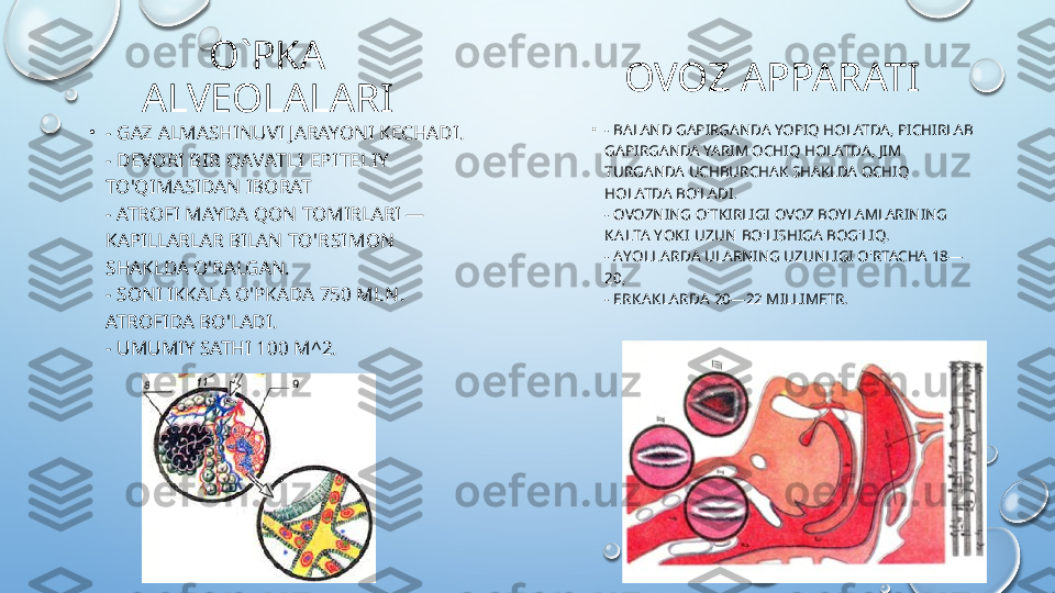 O`PKA 
ALVEOLALARI
•
- GAZ ALMASHINUVI JARAYONI KECHADI.
- DEVORI  BIR QAVATLI EPITELIY  
TO'QIMASIDAN IBORAT
- ATROFI MAYDA QON TOMIRLARI — 
KAPILLARLAR BILAN  TO'RSIMON  
SHAKLDA O'RALGAN.
- SONI IKKALA O'PKADA  750 MLN .  
ATROFIDA BO'LADI.
- UMUMIY SATHI  100 M^2. OVOZ APPARATI
•
- BALAND GAPIRGANDA YOPIQ HOLATDA, PICHIRLAB 
GAPIRGANDA YARIM OCHIQ HOLATDA, JIM 
TURGANDA UCHBURCHAK SHAKLDA OCHIQ 
HOLATDA BO'LADI.
- OVOZNING O'TKIRLIGI OVOZ BOYLAMLARINING 
KALTA YOKI  UZUN  BO'LISHIGA BOG'LIQ.
-  AYOLLARDA  ULARNING UZUNLIGI O'RTACHA 18—
20,
-  ERKAKLARDA  20—22 MILLIMETR.  