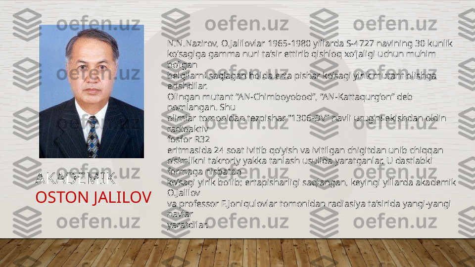 N.N.Nazirov, O.Jalilovlar 1965-1980 yillarda S-4727 navining 30 kunlik  
ko’sagiga gamma nuri ta’sir ettirib qishloq xo’jaligi uchun muhim 
bo’lgan  
belgilarni saqlagan holda erta pishar ko’sagi yirik mutant olishga 
erishdilar.  
Olingan mutant “AN-Chimboyobod”, “AN-Kattaqurg’on” deb 
nomlangan. Shu  
olimlar tomonidan tezpishar “1306-DV” navli urug’ni ekishdan oldin 
radioaktiv  
fosfor R32 
eritmasida 24 soat ivitib qo’yish va ivitilgan chigitdan unib chiqqan  
o’simlikni takroriy yakka tanlash usulida yaratganlar. U dastlabki 
formaga nisbatan  
ko’sagi yirik bo’lib; ertapisharligi saqlangan, keyingi yillarda akademik 
O.Jalilov  
va professor F.Joniqulovlar tomonidan radiasiya ta’sirida yangi-yangi 
navlar  
yaratdilar. AKADEMIK
OSTON JALILOV  