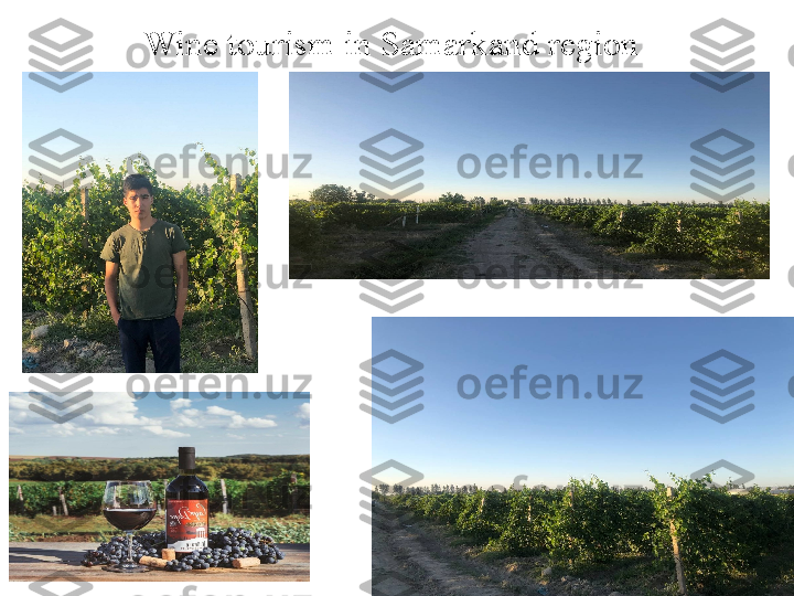 Wine tourism in Samarkand region 