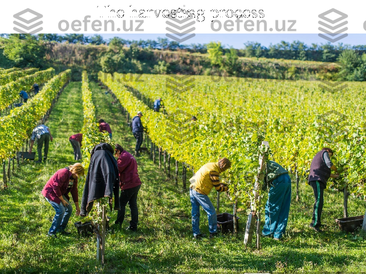 The harvesting process 
