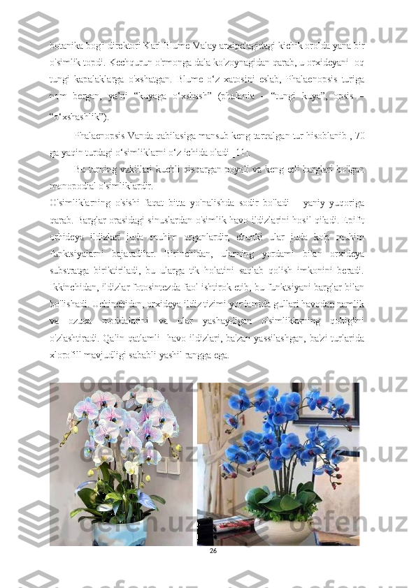 botanika bog'i direktori Karl Blume Malay arxipelagidagi kichik orolda yana bir
o'simlik topdi. Kechqurun o'rmonga dala ko'zoynagidan qarab, u orxideyani  oq
tungi   kapalaklarga   o'xshatgan.   Blume   o‘z   xatosini   eslab,   Phalaenopsis   turiga
nom   bergan,   ya’ni   “kuyaga   o‘xshash”   (phalania   –   “tungi   kuya”,   opsis   –
“o‘xshashlik”).  
Phalaenopsis Vanda qabilasiga mansub keng  tarqalgan  tur  hisoblanib  , 70
ga yaqin tur dagi o‘simliklarni o‘z ichida oladi  [ 11 ]. 
Bu tur ning vakillari kuchli qisqargan poya l i va keng   etli   barglari bo'lgan
monopodial o'simliklardir. 
O'simliklarning   o'sishi   faqat   bitta   yo'nalishda   sodir   bo'ladi   –   yaniy   yuqoriga
qarab. Barglar orasidagi sinuslardan o'simlik havo ildizlarini hosil qiladi. Epifit
orhideya   ildizlari   juda   muhim   organlardir,   chunki   ular   juda   ko'p   muhim
funktsiyalarni   bajaradilar.   Birinchidan,   ularning   yordami   bilan   or xideya
substratga   biriktiriladi,   bu   ularga   tik   holatini   saqlab   qolish   imkonini   beradi.
Ikkinchidan, ildizlar fotosintezda faol ishtirok etib, bu funktsiyani barglar bilan
bo'lishadi. Uchinchidan, orxideya ildiz tizimi yordamida gullari havodan namlik
va   ozuqa   moddalarini   va   ular   yashaydigan   o'simliklarning   qobig'ini
o'zlashtiradi.  Qalin  qatlamli    havo  ildizlari,  ba'zan   yassilashgan,   ba'zi  turlarida
xlorofill mavjudligi sababli yashil rangga ega.
 
26 