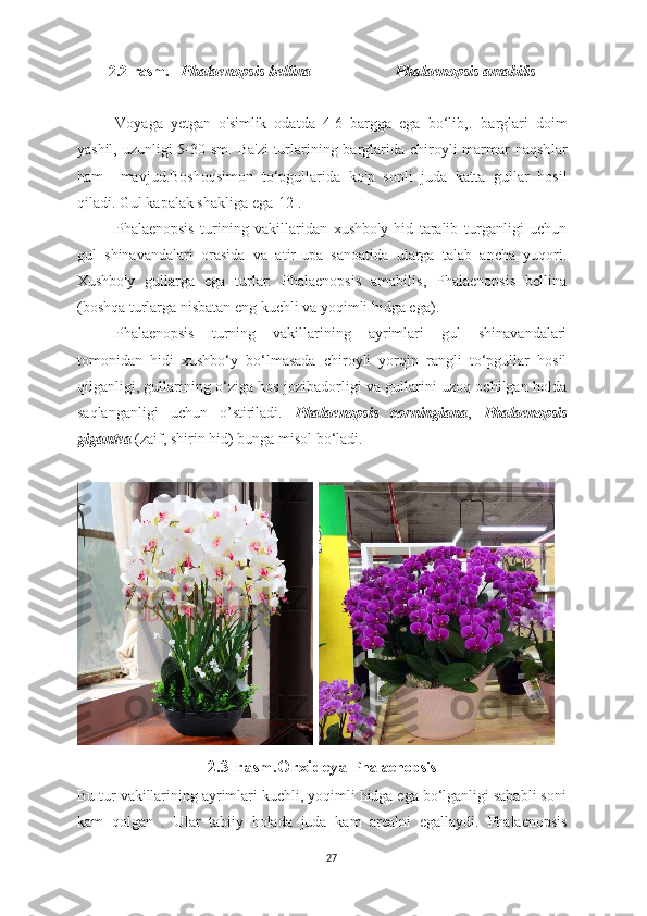 2.2-rasm.     Phalaenopsis bellina                      Phalaenopsis amabilis
Voyaga   yetgan   o'simlik   odatda   4-6   bargga   ega   bo‘lib,.   barglari   doim
yashil, uzunligi 5-30 sm. Ba'zi  turlarining barglarida chiroyli marmar  naqsh lar
ham     mavjud. Boshoqsimon   to‘pgullarida   ko'p   sonli   juda   katta   gullar   hosil
qiladi . Gul kapalak shakliga ega[12].
Phalaenopsis   turining   vakillaridan   xushbo'y   hid   taralib   turganligi   uchun
gul   shinavandalari   orasida   va   atir - upa   sanoatida   ularga   talab   ancha   yuqori.
Xushbo'y   gullarga   ega   turlar:   Phalaenopsis   amabilis,   Phalaenopsis   bellina
(boshqa turlarga nisbatan eng kuchli va yoqimli hidga ega).
Phalaenopsis   turning   vakillarining   ayrimlari   gul   shinavandalari
tomonidan   hidi   xushbo‘y   bo‘lmasada   chiroyli   yorqin   rangli   to‘pgullar   hosil
qilganligi, gullarining o‘ziga hos jozibadorligi va gullarini uzoq ochilgan holda
saqlanganligi   uchun   o’stiriladi.   Phalaenopsis   corningiana ,   Phalaenopsis
gigantea  (zaif, shirin hid ) bunga misol bo‘ladi.
 
2.3-rasm.Orxideya   Phalaenopsis
Bu tur vakillarining ayrimlari kuchli, yoqimli hidga ega bo‘lganligi sababli soni
kam   qolgan   .   Ular   tabiiy   holada   juda   kam   arealni   egallaydi.   Phalaenopsis
27 