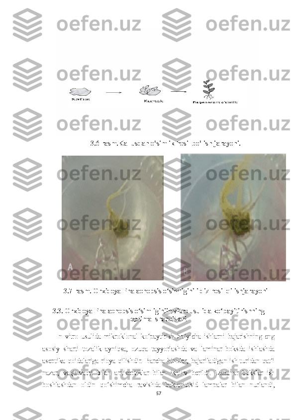 3.6-rasm.Kallusdan o’simlik hosil bo’lish jarayoni.
3.7-rasm.  Or x ideya Phalaenopsis   o simligini ildiz hosil qilishjarayoni ʻ
3. 3 .   Or x ideya Phalaenopsis   o simliginiin vitro usulida ko payitirishning	
ʻ ʻ
optimal sharoitlari 
In   vitro   usulida   mikroklonal   ko paytirish   bo yicha   ishlarni   bajarishning   eng	
ʻ ʻ
asosiy   sharti   tozalik   ayniqsa,   ozuqa   tayyorlashda   va   laminar   boksda   ishlashda
aseptika qoidalariga rioya qilishdir. Barcha binolar, bajariladigan ish turidan qat i	
ʼ
nazar,   vaqti-vaqti   bilan   antiseptiklar   bilan   ishlov   berildi.   Laminar   bokslar   ish
boshlashdan   oldin   qo shimcha   ravishda   bakteriotsid   lampalar   bilan   nurlandi,	
ʻ
57 