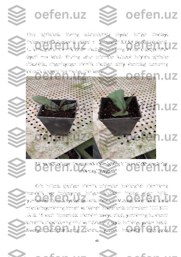 Biroq   tajribalarda   bizning   tadqiqotlarimiz   obyekti   bo ʻ lgan   Or x ideya
Phalaenopsis ni   kulturalashda   optimal   pH   ko ʻ rsatgichi   5,7-5,8   ekanligi   isbotlandi .
Bu   ko rsatgichlar   o simlik   turlari   o sadigan   tuproqning   kislotalik   darajasi   bilanʻ ʻ ʻ
deyarli   mos   keladi.   Shuning   uchun   to qimalar   kulturasi   bo yicha   tajribalar	
ʻ ʻ
o tkazishda,   o rganilayotgan   o simlik   o sadigan   tabiiy   sharoitdagi   tuproqning	
ʻ ʻ ʻ ʻ
kislotalik darajasini ham hisobga olish kerak.
3.9-rasm.  Or x ideya Phalaenopsis   o’simligining iqlimlashtirish bosqichiga
o’tishdagi jarayoni .
Ko p   hollarda   ajratilgan   o simlik   to qimalari   boshlang ich   o simlikning	
ʻ ʻ ʻ ʻ ʻ
intensivlik   va   fotojarayonga   bo lgan   talablarini   hisobga   olgan   holda,	
ʻ
lyuminessentli lampalar yorug ligi ostida o stiriladi. Murasiga o simliklarni klonli	
ʻ ʻ ʻ
mikroko paytirishning   birinchi   va   ikkinchi   bosqichlarida   to qimalarni   1000-5000	
ʻ ʻ
Lk   da   16   soatli   fotoperiodda   o stirishni   tavsiya   qiladi,   yoritishning   bu   sharoiti	
ʻ
ko pchilik   o simliklaming   nihol   va   ildizlarining   paydo   bo lishiga   yordam   beradi.	
ʻ ʻ ʻ
Aksariyat   tadqiqotchilarning   fikricha,   yoritish   intensivligi   organogenez
61 