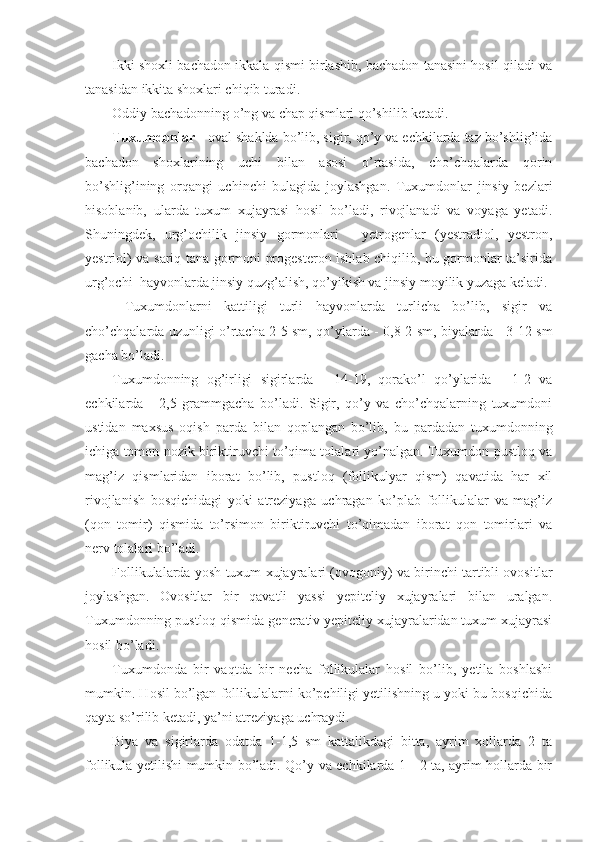 Ikki shoxli bachadon ikkala qismi birlashib, bachadon tanasini hosil qiladi va
tanasidan ikkita shoxlari chiqib turadi.
Oddiy bachadonning o’ng va chap qismlari qo’shilib ketadi. 
Tuxumdonlar  - oval shaklda bo’lib, sigir, qo’y va echkilarda taz bo’shlig’ida
bachadon   shoxlarining   uchi   bilan   asosi   o’rtasida,   cho’chqalarda   qorin
bo’shlig’ining   orqangi   uchinchi   bulagida   joylashgan.   Tuxumdonlar   jinsiy   bezlari
hisoblanib,   ularda   tuxum   xujayrasi   hosil   bo’ladi,   rivojlanadi   va   voyaga   yetadi.
Shuningdek,   urg’ochilik   jinsiy   gormonlari   -   yetrogenlar   (yestradiol,   yestron,
yestriol) va sariq tana gormoni progesteron ishlab chiqilib, bu gormonlar ta’sirida
urg’ochi  hayvonlarda jinsiy quzg’alish, qo’yikish va jinsiy moyilik yuzaga keladi.
  Tuxumdonlarni   kattiligi   turli   hayvonlarda   turlicha   bo’lib,   sigir   va
cho’chqalarda uzunligi o’rtacha 2-5 sm, qo’ylarda - 0,8-2 sm, biyalarda - 3-12 sm
gacha bo’ladi.
Tuxumdonning   og’irligi   sigirlarda   -   14-19,   qorako’l   qo’ylarida   -   1-2   va
echkilarda   -   2,5   grammgacha   bo’ladi.   Sigir,   qo’y   va   cho’chqalarning   tuxumdoni
ustidan   maxsus   oqish   parda   bilan   qoplangan   bo’lib,   bu   pardadan   tuxumdonning
ichiga tomon nozik biriktiruvchi to’qima tolalari yo’nalgan. Tuxumdon pustloq va
mag’iz   qismlaridan   iborat   bo’lib,   pustloq   (follikulyar   qism)   qavatida   har   xil
rivojlanish   bosqichidagi   yoki   atreziyaga   uchragan   ko’plab   follikulalar   va   mag’iz
(qon   tomir)   qismida   to’rsimon   biriktiruvchi   to’qimadan   iborat   qon   tomirlari   va
nerv tolalari bo’ladi.
Follikulalarda yosh tuxum xujayralari (ovogoniy) va birinchi tartibli ovositlar
joylashgan.   Ovositlar   bir   qavatli   yassi   yepiteliy   xujayralari   bilan   uralgan.
Tuxumdonning pustloq qismida generativ yepiteliy xujayralaridan tuxum xujayrasi
hosil bo’ladi.
Tuxumdonda   bir   vaqtda   bir   necha   follikulalar   hosil   bo’lib,   yetila   boshlashi
mumkin. Hosil bo’lgan follikulalarni ko’pchiligi yetilishning u yoki bu bosqichida
qayta so’rilib ketadi, ya’ni atreziyaga uchraydi.
Biya   va   sigirlarda   odatda   1-1,5   sm   kattalikdagi   bitta,   ayrim   xollarda   2   ta
follikula yetilishi mumkin bo’ladi. Qo’y va echkilarda 1 - 2 ta, ayrim hollarda bir 