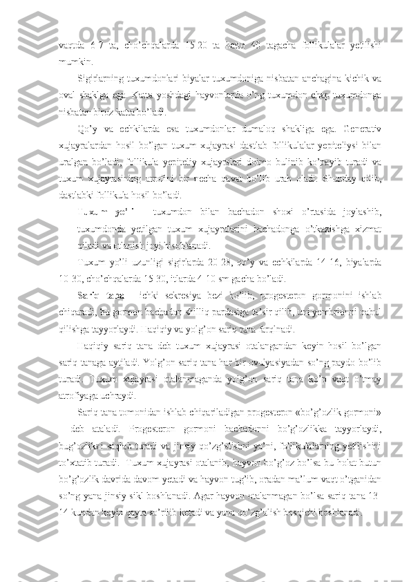 vaqtda   6-7   ta,   cho’chqalarda   15-20   ta   hatto   40   tagacha   follikulalar   yetilishi
mumkin.
Sigirlarning tuxumdonlari biyalar tuxumdoniga nisbatan anchagina kichik va
oval   shaklga   ega.   Katta   yoshdagi   hayvonlarda   o’ng   tuxumdon   chap   tuxumdonga
nisbatan biroz katta bo’ladi.
Qo’y   va   echkilarda   esa   tuxumdonlar   dumaloq   shakliga   ega.   Generativ
xujayralardan   hosil   bo’lgan   tuxum   xujayrasi   dastlab   follikulalar   yepiteliysi   bilan
uralgan   bo’ladi,   follikula   yepiteliy   xujayralari   doimo   bulinib   ko’payib   turadi   va
tuxum   xujayrasining   atrofini   bir   necha   qavat   bo’lib   urab   oladi.   Shunday   qilib,
dastlabki follikula hosil bo’ladi. 
Tuxum   yo’li   -   tuxumdon   bilan   bachadon   shoxi   o’rtasida   joylashib,
tuxumdonda   yetilgan   tuxum   xujayralarini   bachadonga   o’tkazishga   xizmat
qiladi va otlanish joyi hisoblanadi.
Tuxum   yo’li   uzunligi   sigirlarda   20-28,   qo’y   va   echkilarda   14-16,   biyalarda
10-30, cho’chqalarda 15-30, itlarda 4-10 sm gacha bo’ladi.
Sariq   tana   -   ichki   sekresiya   bezi   bo’lib,   progesteron   gormonini   ishlab
chiqaradi, bu gormon bachadon shilliq pardasiga ta’sir qilib, uni yembrionni qabul
qilishga tayyorlaydi.   Haqiqiy va yolg’on sariq tana farqlnadi.
Haqiqiy   sariq   tana   deb   tuxum   xujayrasi   otalangandan   keyin   hosil   bo’lgan
sariq tanaga aytiladi. Yolg’on sariq tana har bir ovulyasiyadan so’ng paydo bo’lib
turadi.   Tuxum   xujayrasi   otalanmaganda   yolg’on   sariq   tana   ko’p   vaqt   o’tmay
atrofiyaga uchraydi.
Sariq tana tomonidan ishlab chiqariladigan progesteron «bo’g’ozlik gormoni»
-   deb   ataladi.   Progesteron   gormoni   bachadonni   bo’g’ozlikka   tayyorlaydi,
bug’ozlikni   saqlab   turadi   va   jinsiy   qo’zg’alishni   ya’ni,   follikulalarning   yetilishini
to’xtatib turadi.   Tuxum xujayrasi otalanib, hayvon bo’g’oz bo’lsa bu holat butun
bo’g’ozlik davrida davom yetadi va hayvon tug’ib, oradan ma’lum vaqt o’tganidan
so’ng yana jinsiy sikl boshlanadi. Agar hayvon otalanmagan bo’lsa sariq tana 13-
14 kundan keyin qayta so’rilib ketadi va yana qo’zg’alish bosqichi boshlanadi. 