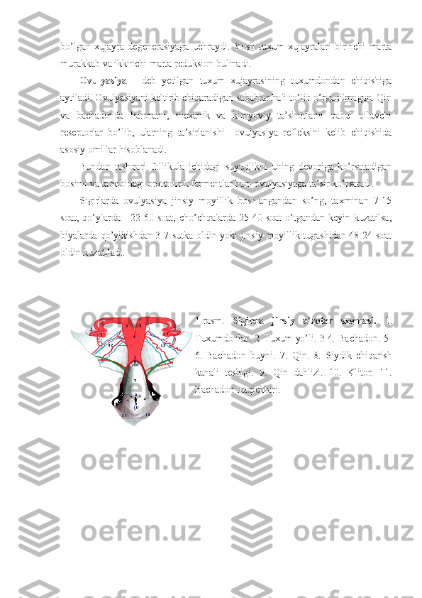 bo’lgan   xujayra   degenerasiyaga   uchraydi.   Yosh   tuxum   xujayralari   birinchi   marta
murakkab va ikkinchi marta reduksion bulinadi.
Ovulyasiya   -   deb   yetilgan   tuxum   xujayrasining   tuxumdondan   chiqishiga
aytiladi. Ovulyasiyani keltirib chiqaradigan sabablar hali to’liq o’rganilmagan. Qin
va   bachadonda   haroratni,   mexanik   va   kimyoviy   ta’sirotlarni   qabul   qiluvchi
reseptorlar   bo’lib,   ularning   ta’sirlanishi     ovulyasiya   refleksini   kelib   chiqishida
asosiy omillar hisoblanadi.
Bundan   tashqari   follikula   ichidagi   suyuqlikni   uning   devoriga   ko’rsatadigan
bosimi va tarkibidagi proteolitik fermentlar ham ovulyasiyaga ta’sir ko’rsatadi.
Sigirlarda   ovulyasiya   jinsiy   moyillik   boshlangandan   so’ng,   taxminan   7-15
soat,  qo’ylarda  -  22-60  soat,  cho’chqalarda 25-40  soat   o’tgandan  keyin  kuzatilsa,
biyalarda qo’yikishdan 3-7 sutka oldin yoki jinsiy moyillik tugashidan 48-24 soat
oldin kuzatiladi.
1-rasm.   Sigirda   jinsiy   a’zolar   sxemasi.   1.
Tuxumdonlar.   2.  Tuxum yo’li.   3-4. Bachadon.   5-
6.   Bachadon   buyni .   7.   Qin.   8.   Siydik   chiqarish
kanali   teshigi .   9.   Qin   dahlizi .   10.   Klitor.   11.
Bachadon tutqichlari.  