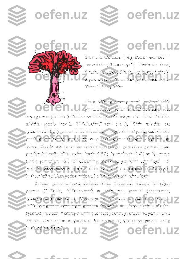 2-rasm.   Cho’chqada   jinsiy   a’zolar   sxemasi.   1-
tuxumdonlar,   2-tuxum   yo’li,   3-bachadon   shoxi,
4-bachadon   tanasi,   5-bachadon   buyni,   6-qin,   7-
Siydik   chiqarish   kanali   teshigi ,   8-qin   dahlizi,   9-
klitor, 10-jinsiy lablar.
Jinsiy   siklning   neyro-gumoral   boshqarilishida
gipotalamus tomonidan ishlab chiqariladigan 2 ta
neyrogormon   (libirinlar):   folibirin   va   libirin   gipofiz   beziga   ta’sir   qiladi.   Folibirin
ta’sirida   gipofiz   bezida   follikulastimullovchi   (FSG),   libirin   ta’sirida   esa
lyuteinlovchi (LG) gormon ishlab chiqariladi.  Jinsiy siklni me’yorida kechishi ikki
guruh   gormonlarning:   gonadotrop   va   gonodal   gormonlarning   hisobiga   amalga
oshadi.   Gipofiz   bezi   tomonidan   ishlab   chiqariladigan   gonadotrop   gormonlar   uch
guruhga   bulinadi:   follikulastimullovchi   (FSG),   lyuteinlovchi   (LG)   va   lyuteotrop
(LTG)   gormonlar.   FSG   follikulalarning   o’sishi   va   yetilishini   ta’minlaydi.   LG
ta’sirida ovulyasiya va sariq tana hosil bo’lishi, LTG ta’sirida sariq tana funksiyasi
boshqariladi va laktasiya davomida sut bezlari funksiyasini stimullaydi. 
Gonadal   gormonlar   tuxumdonlarda   ishlab   chiqariladi.   Bularga   follikulyar
gormon   (follikulin,   follikulosteron)   va   sariq   tana   gormoni   (progesteron,
lyuteogormon)   misol   bo’ladi.   Voyaga   yetgan   follikulalarda   ishlab   chiqariladigan
follikulyar gormon «yesterogen gormon» deb ataladi va u hayvonlarda kuyikishni
(yestrus) chaqiradi. Yesterogenlarning uch turi: yestron, yestradiol va yetriol fanga
ma’lum.   Ularning   ichida   yestradiol   faol   hisoblanib,   yestron   va   yestriol   uning
hosilalari hisoblanadi. 