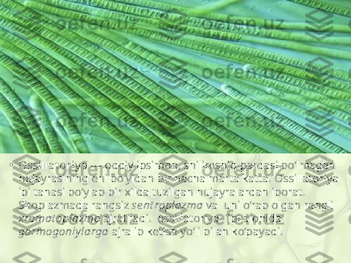 •
Ossillat oriy a  — oddiy ipsimon, shilimshiq pardasi bo‘lmagan 
hujayrasining eni bo‘yidan bir necha marta katta. Ossillatoriya 
ipi tanasi bo‘ylab bir xilda tuzilgan hujayralardan iborat. 
Sitoplazmada rangsiz  se nt roplazma  va  uni o‘rab olgan rangli 
xromat oplazma  ajratiladi.  ossillatoriya   ipi alohida 
gormogoniy larga  ajralib ketish yo‘li bilan ko‘payadi. 