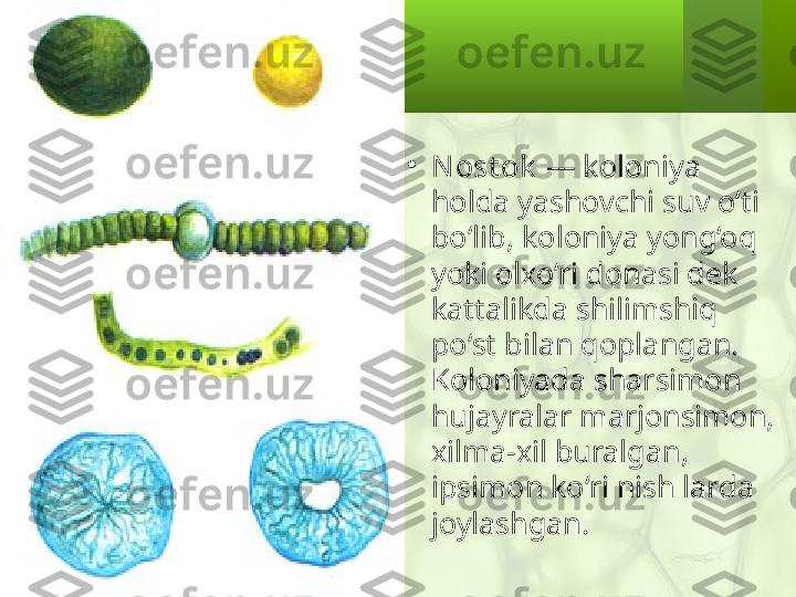 •
Nost ok   — koloniya 
holda yashovchi suv o‘ti 
bo‘lib, koloniya yong‘oq 
yoki olxo‘ri donasi dek 
kattalikda shilimshiq 
po‘st bilan qoplangan. 
Koloniyada sharsimon 
hujayralar marjonsimon, 
xilma-xil buralgan, 
ipsimon ko‘ri nish larda 
joylashgan. 