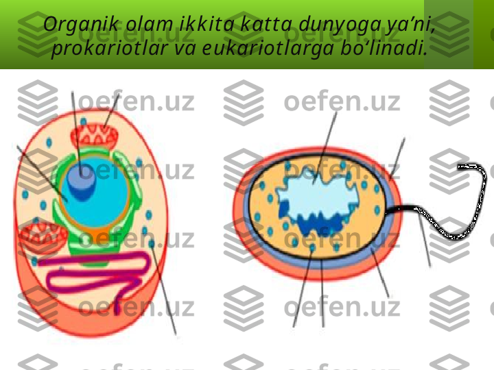 Organik  olam ik k it a k at t a duny oga y a’ni, 
prok ariot lar va e uk ariot larga   bo‘linadi. 