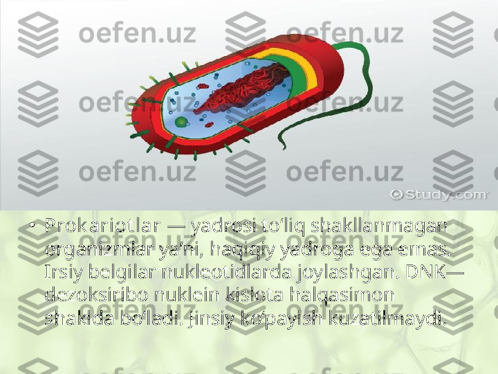 •
Prok ariot lar  — yadrosi to‘liq shakllanmagan 
organizmlar ya’ni, haqiqiy yadroga ega emas. 
Irsiy belgilar nukleotidlarda joylashgan. DNK— 
dezoksiribo nuklein kislota halqasimon 
shaklda bo‘ladi. Jinsiy ko‘payish kuzatilmaydi.  