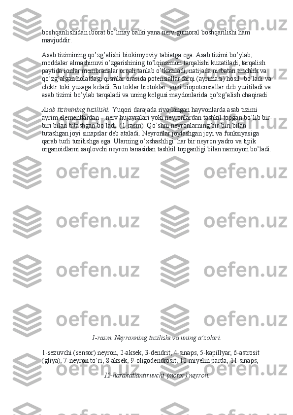 boshqarilishidan iborat bo’lmay balki yana nerv-gumoral boshqarilishi ham 
mavjuddir.
Asab tizimining qo’zg’alishi biokimyoviy tabiatga ega. Asab tizimi bo’ylab, 
moddalar almashinuvi o’zgarishining to’lqinsimon tarqalishi kuzatiladi, tarqalish 
paytida ionlar membranalar orqali tanlab o’tkaziladi, natijada nisbatan tinchlik va 
qo’zg’algan holatdagi qismlar orasida potensiallar farqi (ayrimasi) hosil    bo’ladi va
elektr toki yuzaga keladi. Bu toklar biotoklar    yoki biopotensiallar deb yuritiladi va
asab tizimi bo’ylab tarqaladi va uning kelgusi maydonlarida qo’zg’alish chaqiradi
Asab tizimining tuzilishi.   Yuqori darajada rivojlangan hayvonlarda asab tizimi 
ayrim elementlardan – nerv hujayralari yoki neyronlardan tashkil topgan bo’lib bir-
biri bilan tutashgan bo’ladi. (1-rasm). Qo’shni neyronlarning bir-biri bilan 
tutashgan joyi sinapslar deb ataladi. Neyronlar joylashgan joyi va funksiyasiga 
qarab turli tuzilishga ega. Ularning o’xshashligi    har bir neyron yadro va tipik 
organoidlarni saqlovchi neyron tanasidan tashkil topganligi bilan namoyon bo’ladi.
1-rasm. Neyronning tuzilishi va uning a’zolari.
1-sezuvchi (sensor) neyron, 2-aksek, 3-dendrit, 4-sinaps, 5-kapillyar, 6-astrosit 
(gliya), 7-neyron to’ri, 8-aksek, 9-oligodendrosit, 10-miyelin parda, 11-sinaps,
12-harakatlantiruvchi (motor) neyron. 
