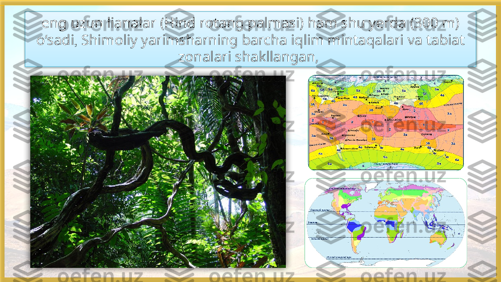 eng uzun lianalar (Hind rotang palmasi) ham shu yerda (300 m) 
o‘sadi ,  Shimoliy yarimsharning barcha iqlim mintaqalari va tabiat 
zonalari shakllangan,     