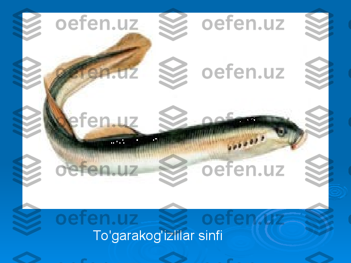 To 'garakog'izlilar sinfi 