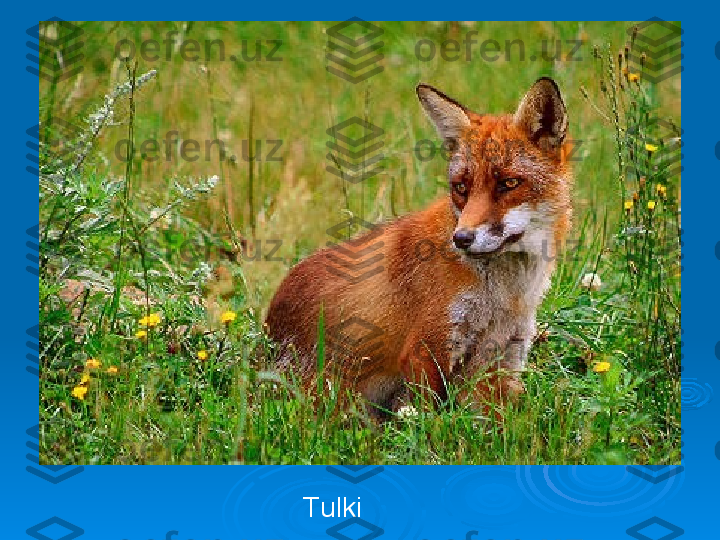 Tulki 