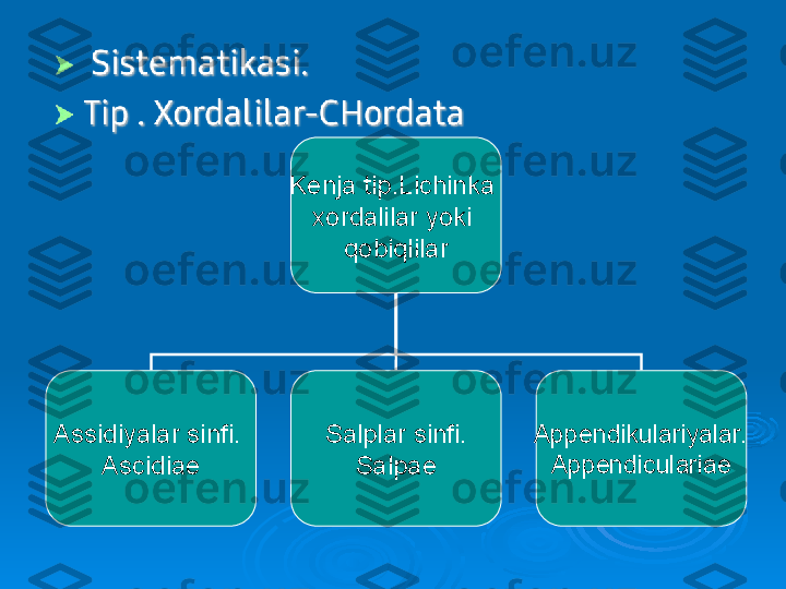 Kenja tip.Lichinka 
xordalilar yoki 
qobiqlilar
Assidiyalar sinfi. 
Ascidiae Salplar sinfi.
Salpae Appendikulariyalar.
Appendiculariae 