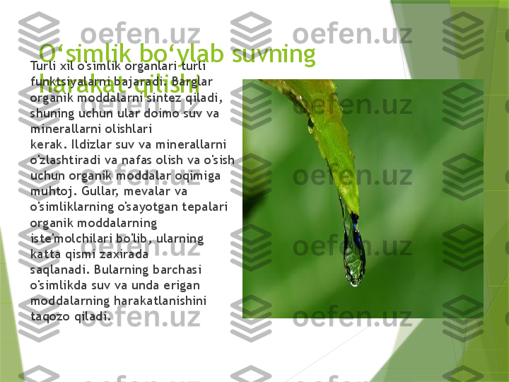 O ‘ simlik bo ‘ ylab suvning 
harakat qilishiTurli xil o'simlik organlari turli 
funktsiyalarni bajaradi. Barglar 
organik moddalarni sintez qiladi, 
shuning uchun ular doimo suv va 
minerallarni olishlari 
kerak. Ildizlar suv va minerallarni 
o'zlashtiradi va nafas olish va o'sish 
uchun organik moddalar oqimiga 
muhtoj. Gullar, mevalar va 
o'simliklarning o'sayotgan tepalari 
organik moddalarning 
iste'molchilari bo'lib, ularning 
katta qismi zaxirada 
saqlanadi. Bularning barchasi 
o'simlikda suv va unda erigan 
moddalarning harakatlanishini 
taqozo qiladi.                 