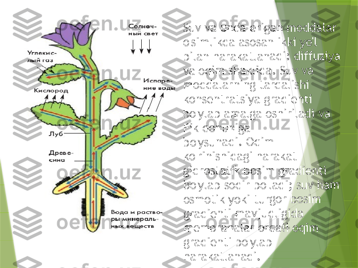 Suv va	 und	a erig	an mo	ddal	ar 	
o'siml	ikda a	sosan	 ikki 	yo'l 	
bilan 	harak	atlan	adi: d	iffuzi	ya 	
va oq	im sha	klida	. Suv	 va 	
modd	alarni	ng ta	rqalis	hi 	
konse	ntrat	siya g	radie	nti 	
bo'yla	b am	alga o	shiril	adi va	 	
Fik qo	nunig	a 	
bo'ysu	nadi.	 Oqim	 	
ko'rin	ishida	gi ha	rakat 	
gidros	tatik	 bosim	 grad	ienti	 	
bo'yla	b sod	ir bo'l	adi; s	uv ha	m 	
osmot	ik yo	ki tur	gor bo	sim 	
gradie	nti m	avjud	ligid	a 	
memb	ranal	ar or	qali o	qim 	
gradie	nti b	o'ylab	 	
harak	atlan	adi.                 