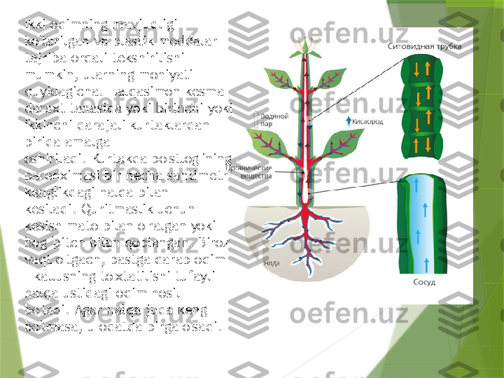 Ikki oqimning mavjudligi - 
ko'tarilgan va plastik moddalar - 
tajriba orqali tekshirilishi 
mumkin, ularning mohiyati 
quyidagicha. Halqasimon kesma 
daraxt tanasida yoki birinchi yoki 
ikkinchi darajali kurtaklardan 
birida amalga 
oshiriladi. Kurtakda po'stlog'ining 
parenximasi bir necha santimetr 
kenglikdagi halqa bilan 
kesiladi. Quritmaslik uchun 
kesish mato bilan o'ralgan yoki 
bog 'pitch bilan qoplangan. Biroz 
vaqt o'tgach, pastga qarab oqim 
- kallusning to'xtatilishi tufayli 
halqa ustidagi oqim hosil 
bo'ladi. Agar halqa juda keng 
bo'lmasa, u odatda birga o'sadi.                 