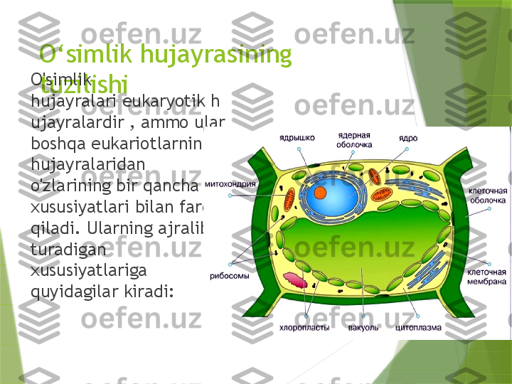 O ‘ simlik hujayrasining 
tuzilishiO'simlik 
hujayralari eukaryotik h
ujayralardir , ammo ular 
boshqa eukariotlarning 
hujayralaridan 
o'zlarining bir qancha 
xususiyatlari bilan farq 
qiladi. Ularning ajralib 
turadigan 
xususiyatlariga 
quyidagilar kiradi:                 