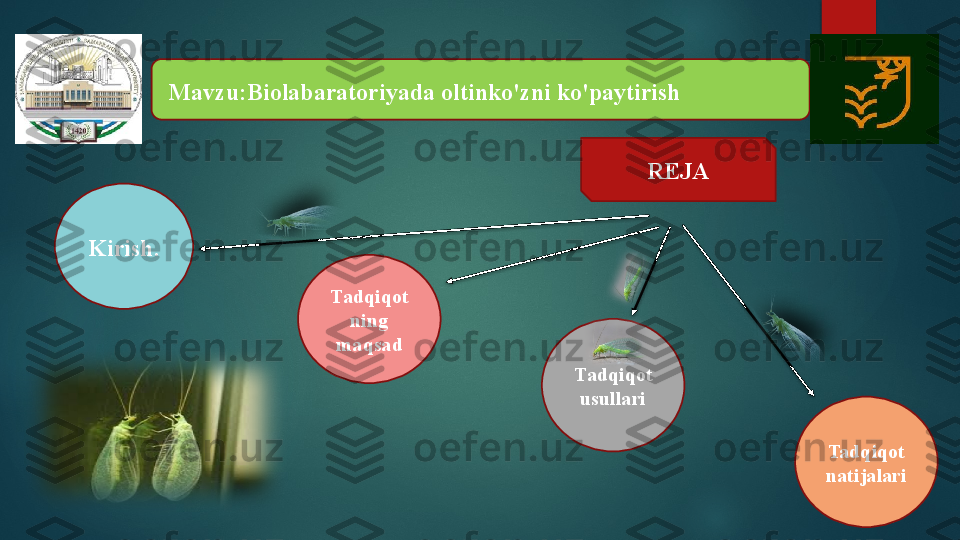   Mavzu:Biolabaratoriyada oltinko'zni ko'paytirish    
Kirish.
Tadqiqot 
natijalariT а dqiqot 
usull а riT а dqiqot
ning 
m а qs а d REJA       