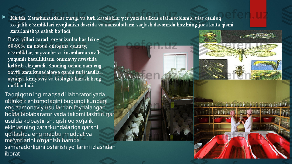 
Kirish . Zararkunandalar xuruji va turli kasalliklar y е r yuzida ulkan ofat hisoblanib, ular qishloq 
xo’jalik o’simliklari rivojlanish davrida va mahsulotlarni saqlash davomida hosilning juda katta qismi 
zararlanishga sabab bo‘ladi. 
Ba‘zi yillari zararli organizmlar hosilning 
60-80% ini nobud qilibgina qolmay, 
o’simliklar, hayvonlar va insonlarda xavfli 
yuqumli kasalliklarni ommaviy ravishda 
keltirib chiqaradi. Shuning uchun xam eng 
xavfli zararkunadalarga qarshi turli usullar, 
ayniqsa kimyoviy va biologik kurash keng 
qo’llaniladi.
T а dqiqot ni ng m а qs а di  laboratoriyada 
oltinko’z entomofagini bugungi kundagi 
eng zamonaviy usullardan foydalangan 
holda biolabaratoriyada takomillashtirilgan 
usulda ko’paytirish, qishloq xo’jalik 
ekinlarining zararkundalariga qarshi 
qo’llashda eng maqbul muddat va 
me‘yorlarini o‘rganish hamda 
samaradorligini oshirish yo’llarini izlashdan 
iborat   