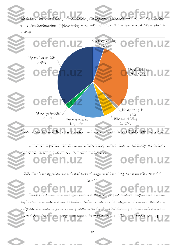 Rhabditis ,   Eucephalobus ,     Acrobeloides ,   Chiloplacus   ( Rhabditida   turkumi   Ditylenchus
va   Tylenchorhunchus   ( Tylenchida )   turkumi)   avlodlari   3-4   tadan   turlari   bilan   ajralib
turibdi.
4-rasm. Nematodalar turlarining turkumlar bo’yicha taqsimlanishi (turlar soni va foizda)
Umuman   olganda   nematodafauna   tarkibidagi   turlar   orasida   saprozoy   va   parazit
fitonematodalarning ustunlik qilishi ko`rinib turibdi.
3.2. Pomidor agrotsenozlarida o`suvchi begona o`tlarning nematodafaunalarini
tahlili.
Tadqiqot ishlari olib borilgan pomidor va uning agrotsenozlari maydonlari hamda
sug`orish   shahobchalarida   nisbatan   ko`proq   uchrovchi   begona   o`tlardan   semizo`t,
qo`ypechak, ituzum, yantoq, bangidevona va itqo`noq kabilarning nematodafaunalarini
o`rganish   uchun   ikkala   agrotsenozdan   hammasi   bo`lib   120   ta   o`simlik   va   tuproq
31 