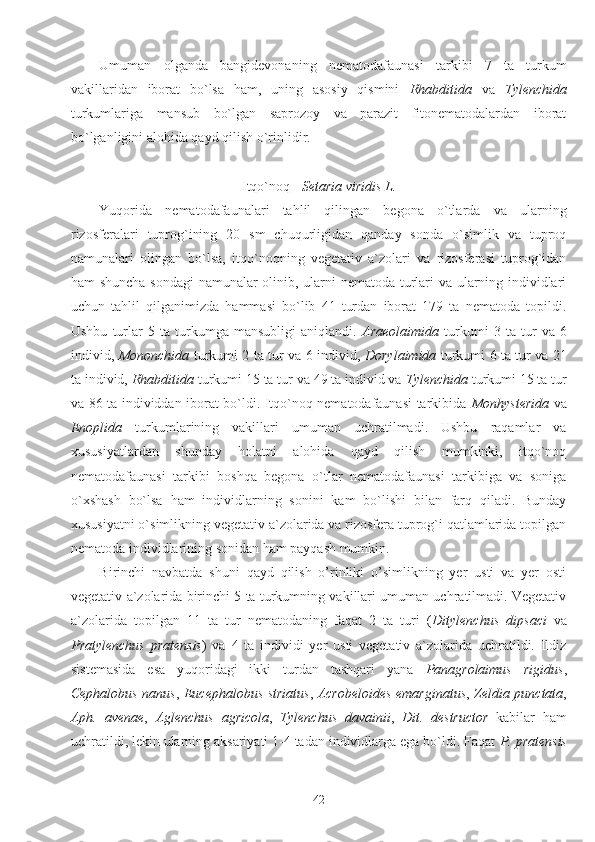 Umuman   olganda   bangidevonaning   nematodafaunasi   tarkibi   7   ta   turkum
vakillaridan   iborat   bo`lsa   ham,   uning   asosiy   qismini   Rhabditida   va   Tylenchida
turkumlariga   mansub   bo`lgan   saprozoy   va   parazit   fitonematodalardan   iborat
bo`lganligini alohida qayd qilish o`rinlidir.
Itqo`noq -  Setaria viridis L.
Yuqorida   nematodafaunalari   tahlil   qilingan   begona   o`tlarda   va   ularning
rizosferalari   tuprog`ining   20   sm   chuqurligidan   qanday   sonda   o`simlik   va   tuproq
namunalari   olingan   bo`lsa,   itqo`noqning   vegetativ   a`zolari   va   rizosferasi   tuprog`idan
ham shuncha sondagi namunalar olinib, ularni nematoda turlari va ularning individlari
uchun   tahlil   qilganimizda   hammasi   bo`lib   41   turdan   iborat   179   ta   nematoda   topildi.
Ushbu   turlar   5   ta   turkumga   mansubligi   aniqlandi.   Araeolaimida   turkumi   3   ta   tur   va   6
individ,   Mononchida   turkumi 2 ta tur va 6 individ,   Dorylaimida   turkumi 6 ta tur va 21
ta individ,  Rhabditida  turkumi 15 ta tur va 49 ta individ va  Tylenchida  turkumi 15 ta tur
va 86 ta individdan iborat bo`ldi. Itqo`noq nematodafaunasi tarkibida   Monhysterida   va
Enoplida   turkumlarining   vakillari   umuman   uchratilmadi.   Ushbu   raqamlar   va
xususiyatlardan   shunday   holatni   alohida   qayd   qilish   mumkinki,   itqo`noq
nematodafaunasi   tarkibi   boshqa   begona   o`tlar   nematodafaunasi   tarkibiga   va   soniga
o`xshash   bo`lsa   ham   individlarning   sonini   kam   bo`lishi   bilan   farq   qiladi.   Bunday
xususiyatni o`simlikning vegetativ a`zolarida va rizosfera tuprog`i qatlamlarida topilgan
nematoda individlarining sonidan ham payqash mumkin.
Birinchi   navbatda   shuni   qayd   qilish   o’rinliki   o’simlikning   yer   usti   va   yer   osti
vegetativ a`zolarida birinchi 5 ta turkumning vakillari umuman uchratilmadi. Vegetativ
a`zolarida   topilgan   11   ta   tur   nematodaning   faqat   2   ta   turi   ( Ditylenchus   dipsaci   va
Pratylenchus   pratensis )   va   4   ta   individi   yer   usti   vegetativ   a`zolarida   uchratildi.   Ildiz
sistemasida   esa   yuqoridagi   ikki   turdan   tashqari   yana   Panagrolaimus   rigidus ,
Cephalobus nanus ,   Eucephalobus striatus ,   Acrobeloides emarginatus ,   Zeldia punctata ,
Aph.   avenae ,   Aglenchus   agricola ,   Tylenchus   davainii ,   Dit.   destructor   kabilar   ham
uchratildi, lekin ularning aksariyati 1-4 tadan individlarga ega bo`ldi. Faqat  P. pratensis
42 