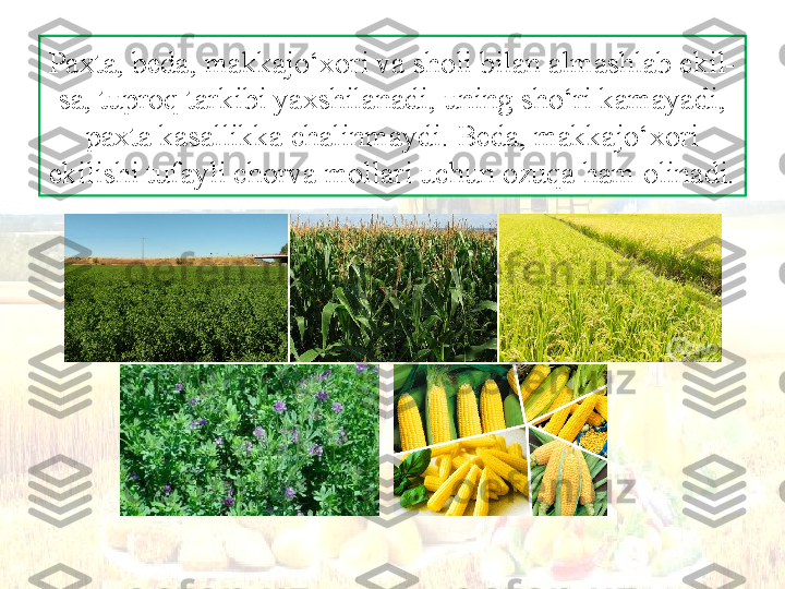 Paxta, beda, makkajo‘xori va sholi bilan almashlab ekil-
sa, tuproq tarkibi yaxshilanadi, uning sho‘ri kamayadi, 
paxta kasallikka chalinmaydi. Beda, makkajo‘xori 
ekilishi tufayli chorva mollari uchun ozuqa ham olinadi. 