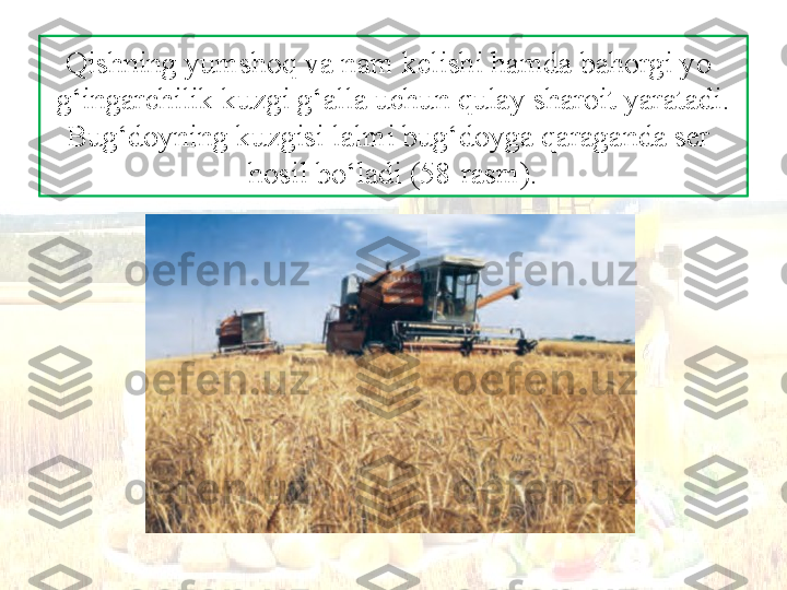 Qishning yumshoq va nam kelishi hamda bahorgi yo-
g‘ingarchilik kuzgi g‘alla uchun qulay sharoit yaratadi.
Bug‘doyning kuzgisi lalmi bug‘doyga qaraganda ser-
hosil bo‘ladi (58-rasm). 