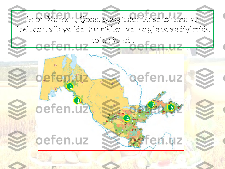 Sholi Xorazm, Qoraqalpog‘iston Respublikasi va 
Toshkent viloyatida, Zarafshon va Farg‘ona vodiylarida 
ko‘p ekiladi.
12
4 53 