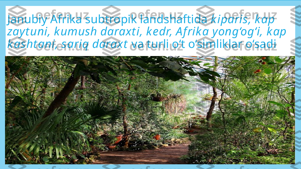 Janubiy Afrika subtropik landshaftida  k iparis, k ap 
zay t uni, k umush daraxt i, k e dr, A f rik a y ong‘og‘i, k ap 
k asht ani, sariq daraxt   va turli o‘t o‘simliklar o‘sadi 