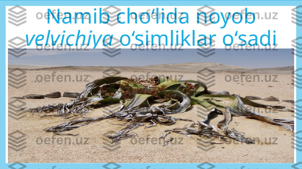 Namib cho‘lida noyob 
velvichiya  o‘simliklar o‘sadi 