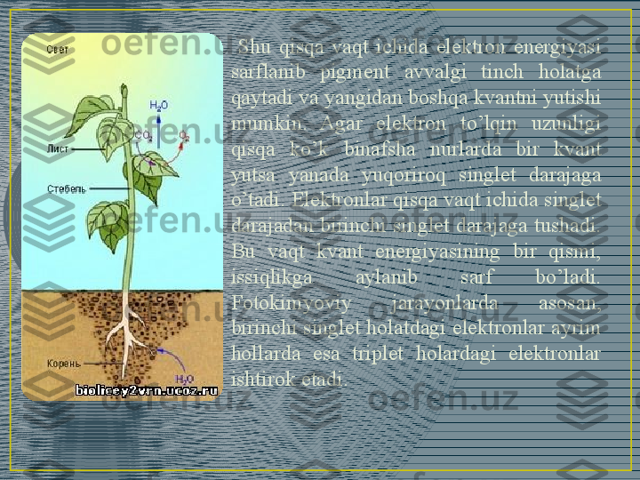   Shu  qisqa  vaqt  ichida  elektron  energiyasi 
sarflanib  pigment  avvalgi  tinch  holatga 
qaytadi va yangidan boshqa kvantni yutishi 
mumkin.  Agar  elektron  to’lqin  uzunligi 
qisqa  ko’k  binafsha  nurlarda  bir  kvant 
yutsa  yanada  yuqoriroq  singlet  darajaga 
o’tadi. Elektronlar qisqa vaqt ichida singlet 
darajadan birinchi singlet darajaga tushadi. 
Bu  vaqt  kvant  energiyasining  bir  qismi, 
issiqlikga  aylanib  sarf  bo’ladi. 
Fotokimyoviy  jarayonlarda  asosan, 
birinchi singlet holatdagi elektronlar ayrim 
hollarda  esa  triplet  holardagi  elektronlar 
ishtirok etadi. 